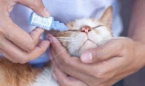 Hogyan törődik egy macska a kasztrálás után