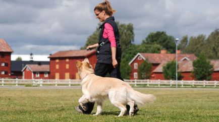 Kutya parancsok listáját, és hogyan kell tanítani kézmozdulatokkal végezhet és képzés