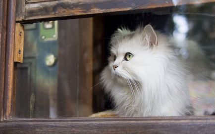 Macskák az ablak (31 fotó)