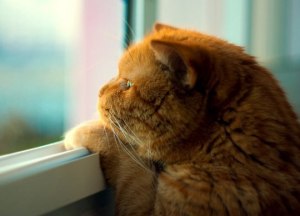 A macska, a macska esett ki az ablakon -, hogy mit kell tenni az elsősegély, a következmények és megelőzés