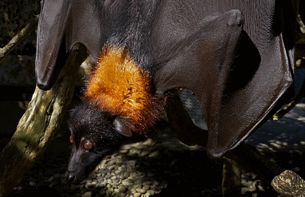 Flying fox (bat kutya - Krylgan)