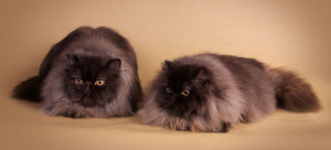 Perzsa macska - fotó, leírás, ellátás, a természet és az ár a kölykök
