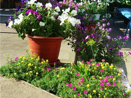 Petunia edények és ültetvényesek, hogyan kell gondoskodni a növények és magvak, valamint hogy előkészítse a talajt, ültetés