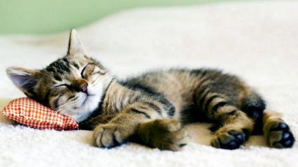Miért macskák sokat aludni, amiért a macska nem eszik sokat, és alszik