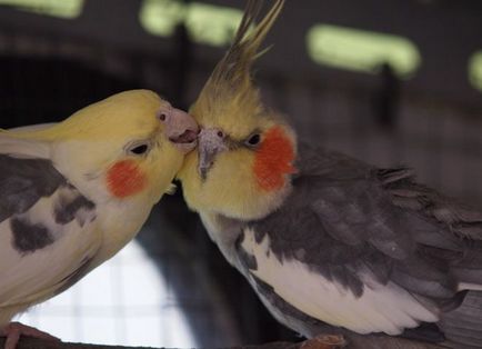 Parrot cockatiel - gondozás és karbantartás, hogyan kell tanulni, hogy beszéljen