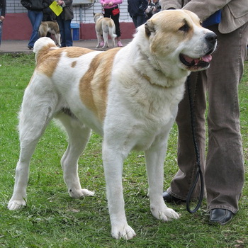 Breed Dog közép-ázsiai juhászkutya Alabai fotók, videó és egy leírást a fajta standard, a természet kutyák