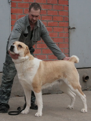 Breed Dog közép-ázsiai juhászkutya Alabai fotók, videó és egy leírást a fajta standard, a természet kutyák