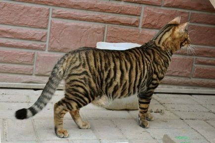 Cat szül tigris és leopárd szín, a helyszínen „bögre”