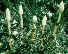 Használata gyógynövény Uncaria tomentosa Macskakarom