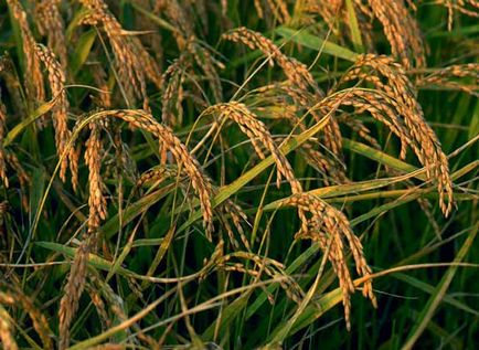 Rice - a (Afrika Ausztrália Amerika) Rice - ez