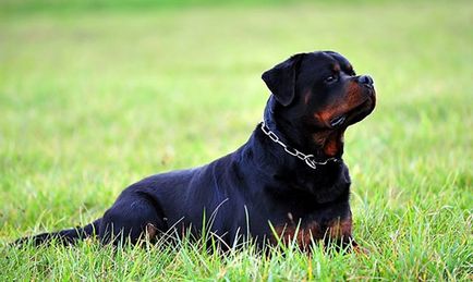Rottweiler fajta leírás, a fajta jellemzői fotókkal és videó