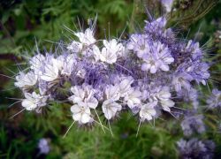 Siderate Phacelia - ha a növény