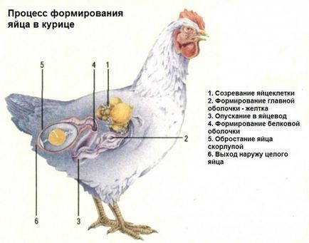 Hány tojást egy tyúk tojó medve egy hónap alatt - a részletekért!