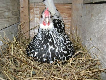 A tartalom a csirkék és tyúkok otthoni gondozás tanácsot a gazdák