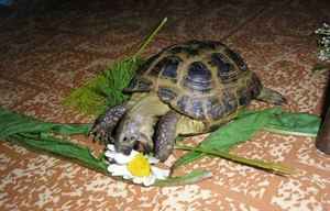 A tartalom a piros fülű csúszkák a hazai, mint a takarmány, és hogyan kell gondozni őket