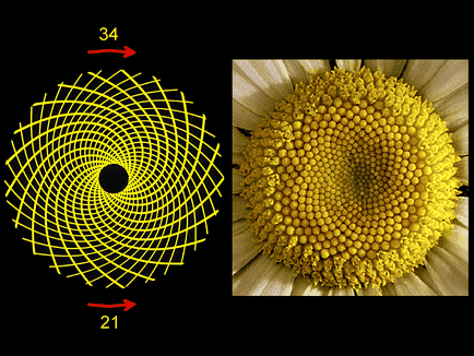 Fibonacci-spirál (Nature) Fibonacci-spirál