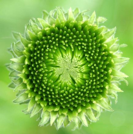 Fibonacci spirál (szám) Fibonacci-spirál