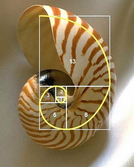 Fibonacci spirál (univerzum) Fibonacci-spirál