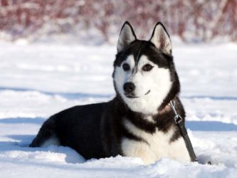 Top 10 legveszélyesebb kutyafajták a világon