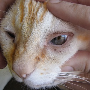 Mi cica kelés szeme, mint a gyógyítás