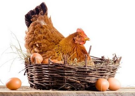 Törődés csirkék tyúkok otthon és a fő szabályok (feltételek) Gondozása csirkék tyúkok otthon, és a fő szabályok