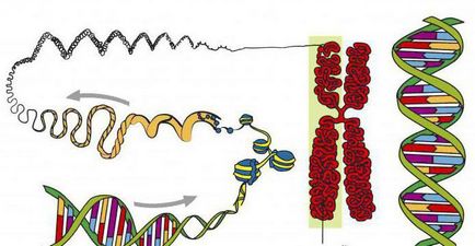 Mi a különbség a DNS és a RNS