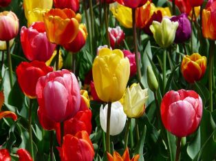 Arra kényszerítve tulipán március 8 üvegházban, a felvilágosítás, a kiválasztott fajták, termesztés eladó, szabályok