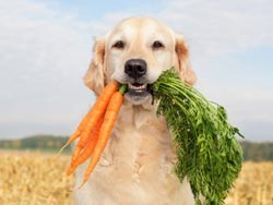Vitaminok a Kutyák és a kölykök milyen vitaminokat szükség pet