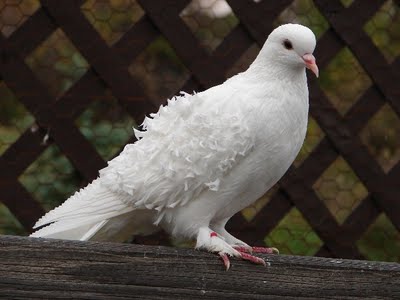 Az ablakon keresztül, erkély vagy lakás repült galamb jel (erkély) Az ablakon keresztül, erkély vagy lakás repült galamb jele