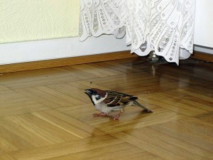 Jó vagy rossz omen - ha a ház berepült egy madár - mi a teendő, ha egy madár repült, (do) az ablak Jó vagy rossz omen - ha a ház berepült egy madár - mi a teendő, ha egy madár repült ki az ablakon,