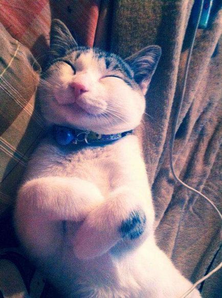 macska mosoly