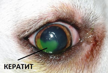kutya szem kezelésére