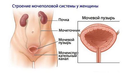 Fájdalom a húgyhólyag, ami