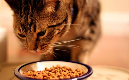 Hogyan kell etetni a macskát