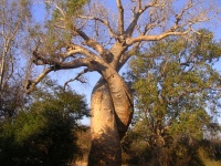 Baobab meg