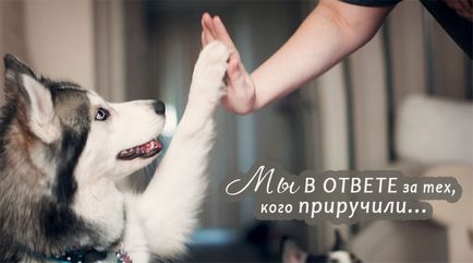 Kutyák, kék szeme Kutyák, kék szeme