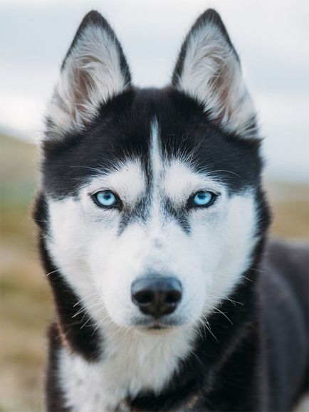 Kutyák, kék szeme