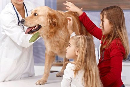 Tőgygyulladás kezelésére kutyáknál Tőgygyulladás kezelésére kutyáknál