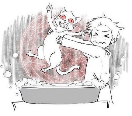 Hogyan mossa egy macska