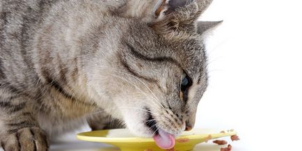 Hogyan kell etetni a macskát
