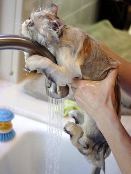 Hogyan mossa egy macska