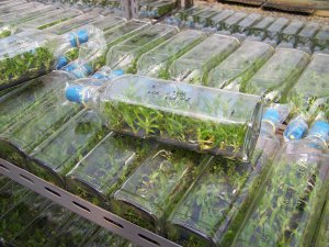 Tenyésztési orchideák otthon Tenyésztési orchideák otthon