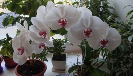 Tenyésztési orchideák otthon