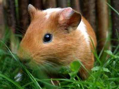 Hogyan tartsuk a tengerimalac Hogyan tartsuk a tengerimalac