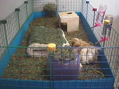 Hogyan tartsuk a tengerimalac Hogyan tartsuk a tengerimalac