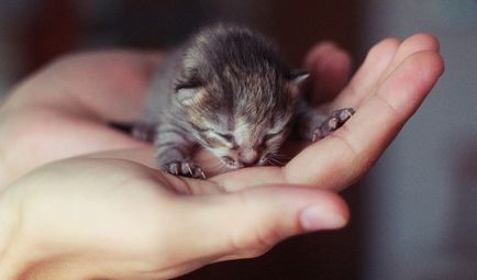 Hogyan, hogy egy újszülött cica