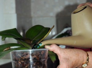 Tenyésztési orchideák otthon