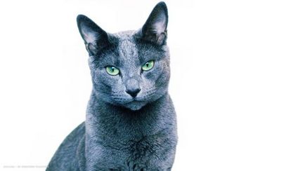 A karakter a magyar kék macska