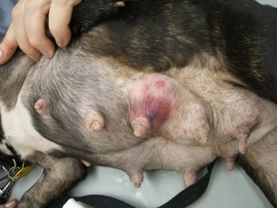 Tőgygyulladás kezelésére kutyáknál
