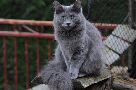 A karakter a magyar kék macska